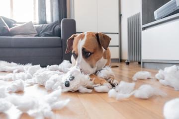 Chien dépressif sur Dieppe