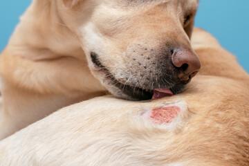Dermatologue pour chien à Dieppe