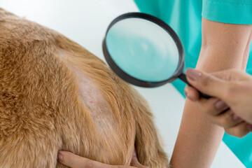 problème de peau chien à Le Tréport