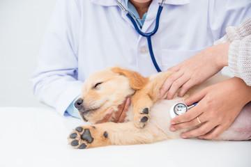Cabinet vétérinaire pour chien le Tréport