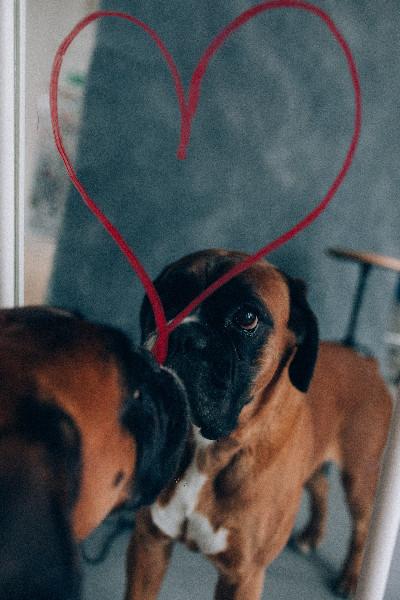 Ralentir et soulager l'apparition de la douleur arthrosique des animaux agés