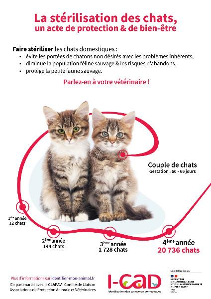  Le chat, animal domestique, la stérélisation des chats est un acte de protection.