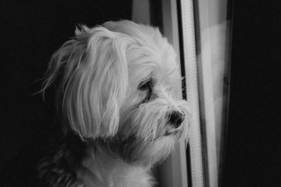 Chien triste sur Tréport