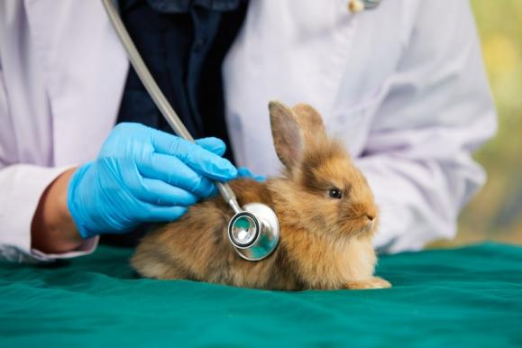 vétérinaire lapin