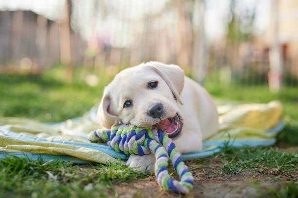 Gérer l'arrivée d'un chiot et son adolescence, une intégration paisible dans le foyer