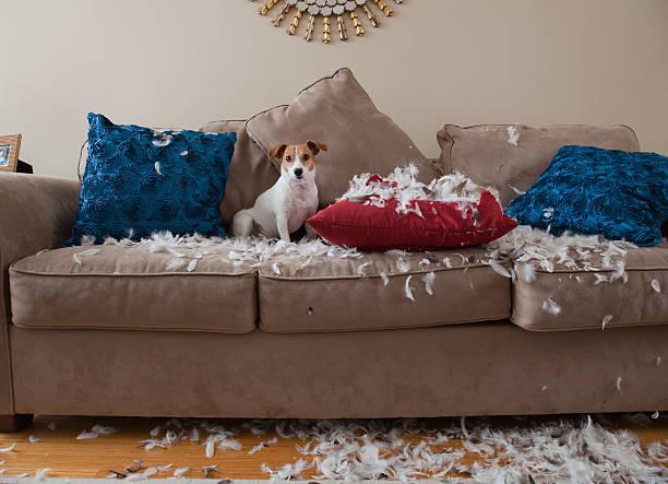 Gérer l'arrivée d'un chiot et son adolescence, une intégration paisible dans le foyer