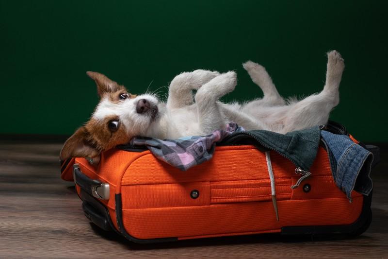 Comment bien préparer ses vacances, avec son animal de compagnie, sereinement ? Votre vétérinaire à Criel-Sur-Mer vous renseigne
