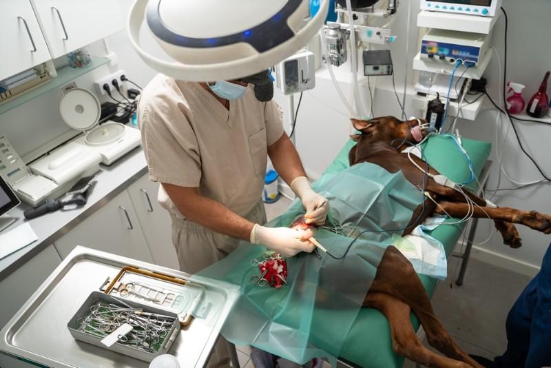 Chirurgien pour chiens et chats à Criel-sur-Mer Près de Dieppe et du Tréport
