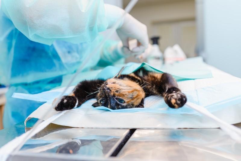 Chirurgien pour chiens et chats à Criel-sur-Mer Près de Dieppe et du Tréport