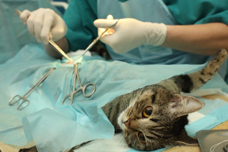 Chirurgien pour chiens et chats à Criel-sur-Mer Près de Dieppe et du Tréport