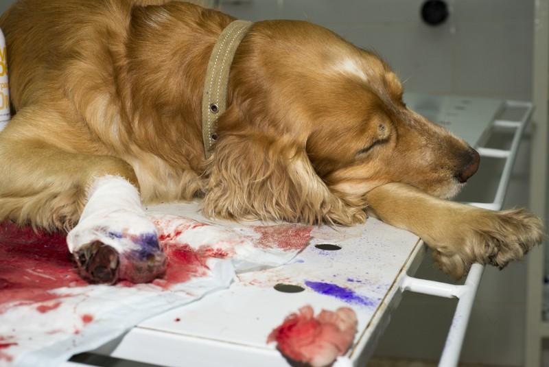 Chirurgien pour chiens et chats à Criel-sur-Mer Près de Dieppe et du Tréport