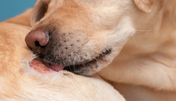Dermatologie pour animale